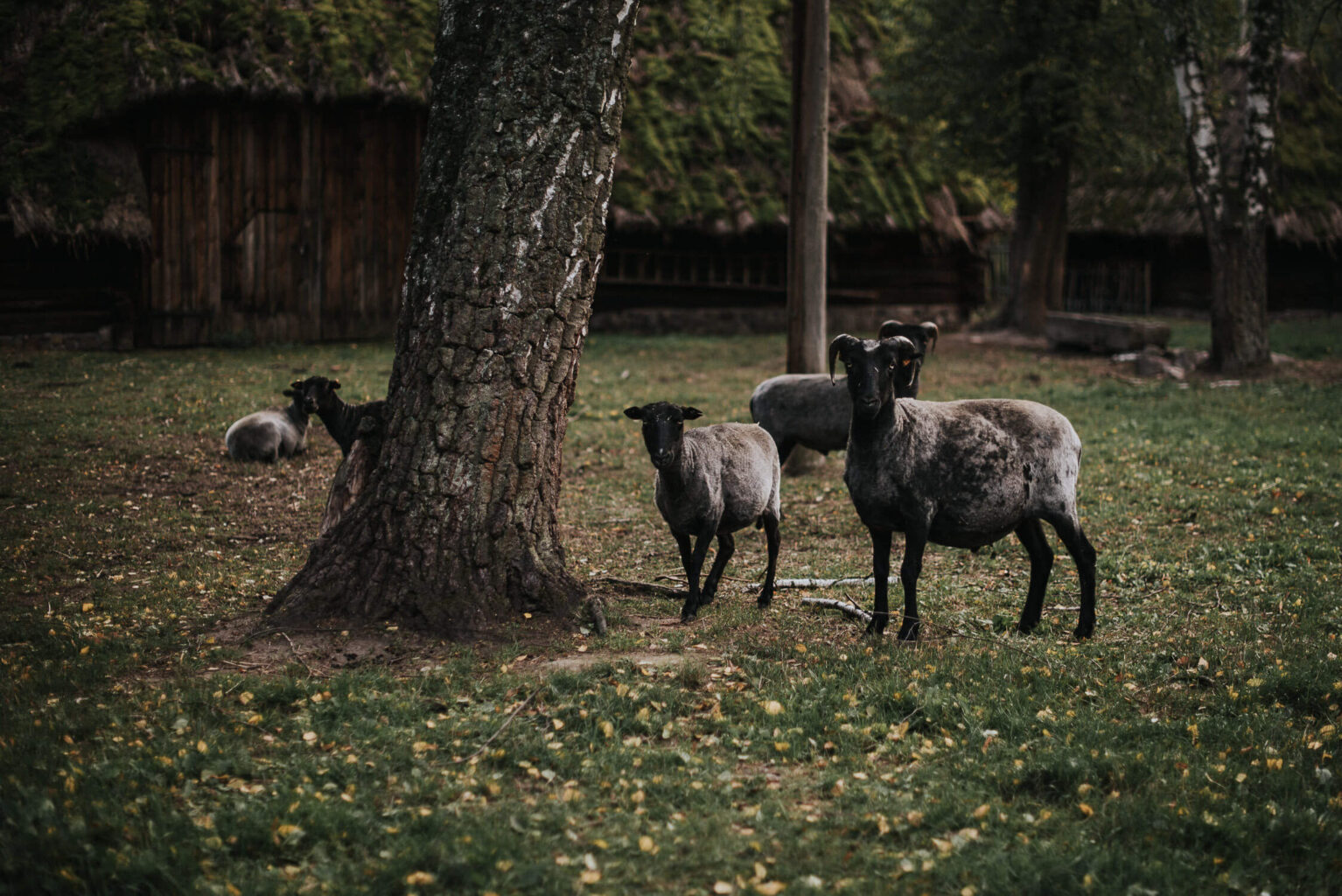 Zagroda z owcami w muzeum wsi opolskiej.