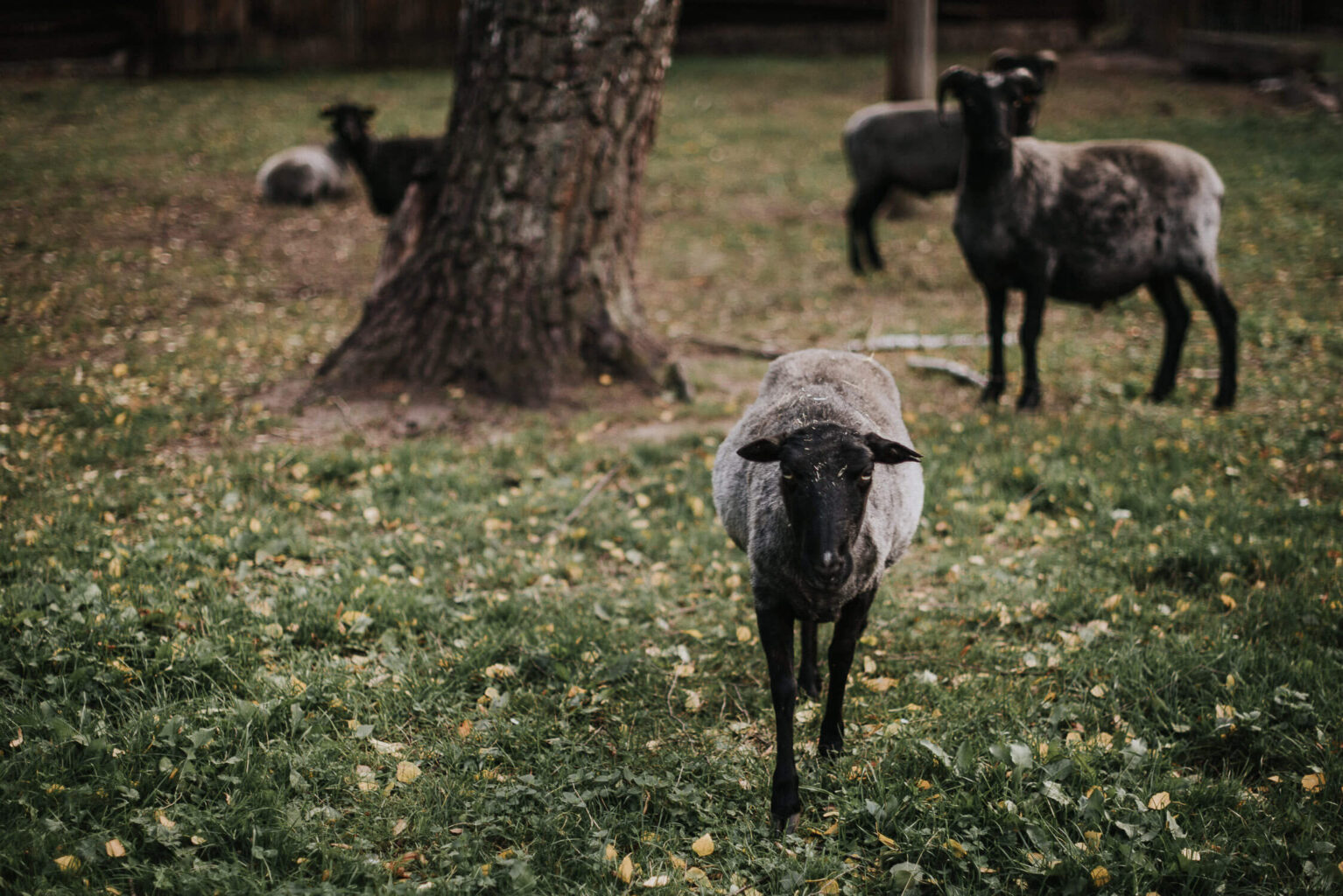 Owce w zagrodzie w Muzeum Wsi Opolskiej.