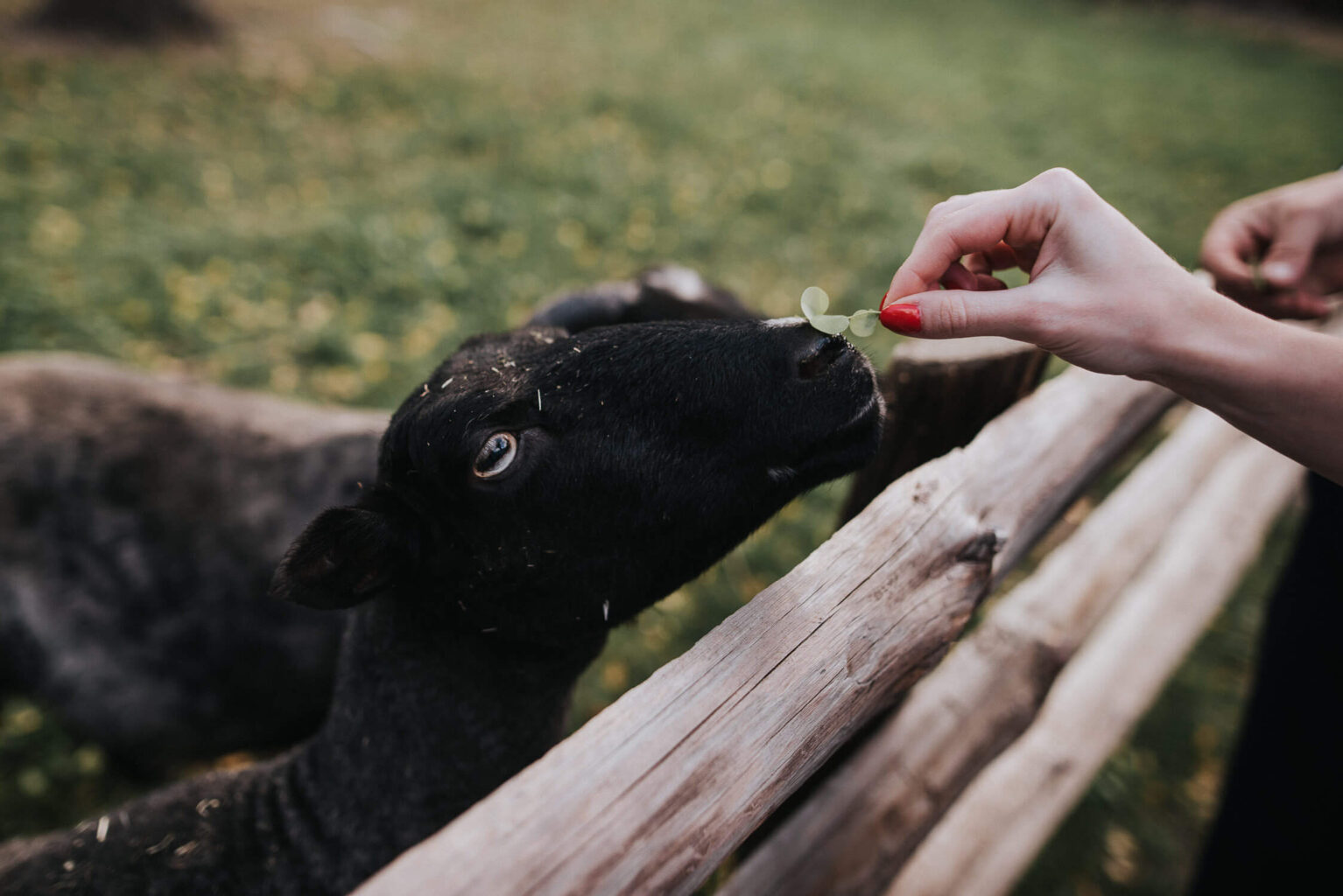 Karminie owcy w zagrodzie w Muzeum Wsi Opolskiej