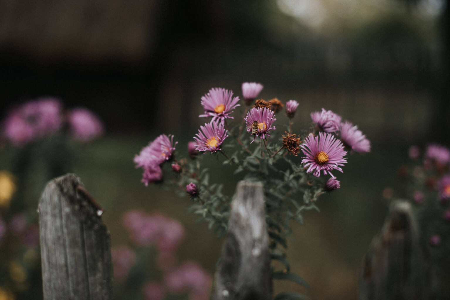 Kwiaty uchwycone w ogrodzie skansenu w Opolu