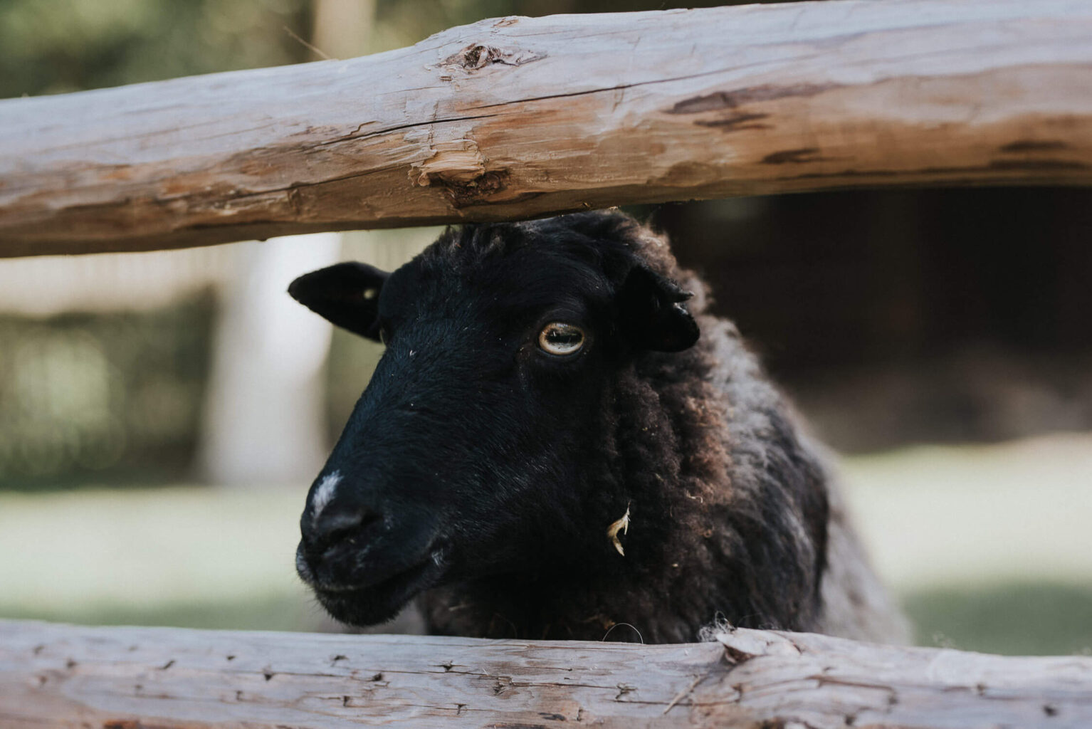 Owca w skansenie w Opolu