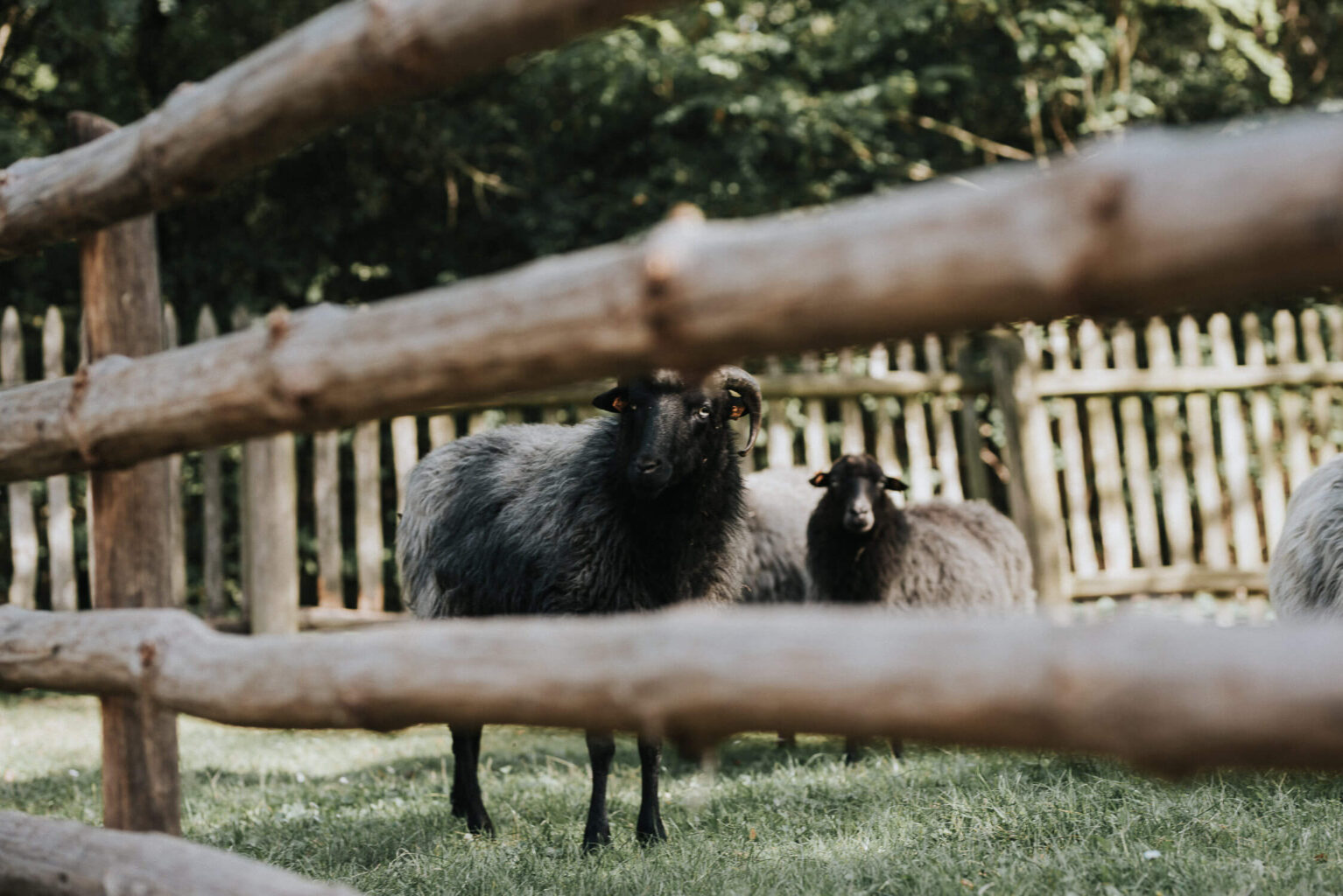 Owce w zagrodzie w skansenie w Opolu